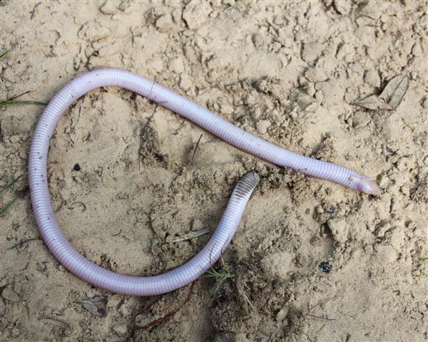  Glass Lizard